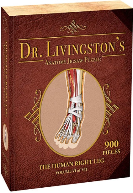 Dr. Livingston's Anatomy Puzzle: Human Right Leg